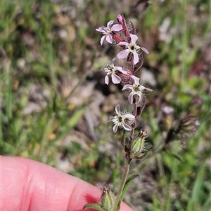 Silene gallica var. gallica (French Catchfly) at Whitlam, ACT - 19 Oct 2025 by sangio7