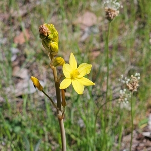 Bulbine bulbosa (Golden Lily, Bulbine Lily) at Whitlam, ACT - 19 Oct 2025 by sangio7