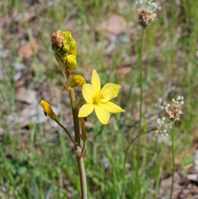 Bulbine bulbosa (Golden Lily, Bulbine Lily) at Whitlam, ACT - 19 Oct 2025 by sangio7