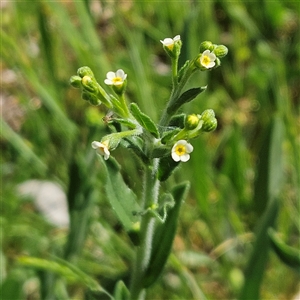 Hackelia suaveolens (Sweet Hounds Tongue) at Hawker, ACT - 19 Oct 2025 by sangio7