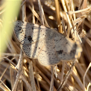 Taxeotis intextata (Looper Moth, Grey Taxeotis) at Campbell, ACT - 20 Oct 2025 by Hejor1