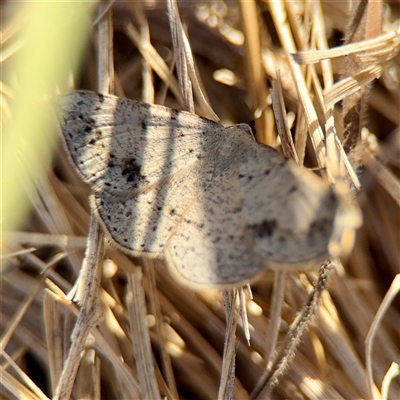 Taxeotis intextata (Looper Moth, Grey Taxeotis) at Campbell, ACT - 20 Oct 2025 by Hejor1