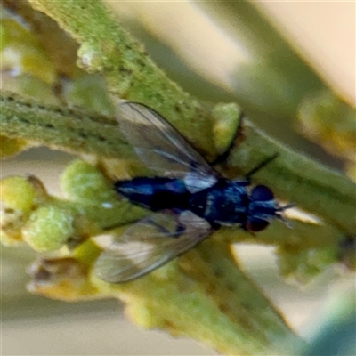 Sumpigaster sp. (genus) (A bristle fly) at Campbell, ACT - 20 Oct 2025 by Hejor1