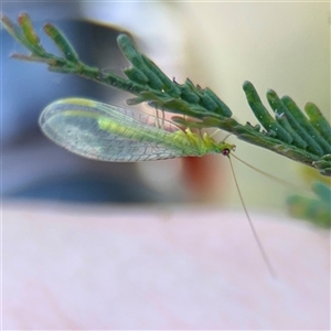Chrysopidae (family) at Campbell, ACT - Yesterday by Hejor1