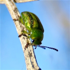 Calomela vittata (Acacia leaf beetle) at Campbell, ACT - 20 Oct 2025 by Hejor1
