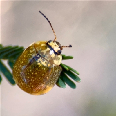 Paropsisterna cloelia (Eucalyptus variegated beetle) at Campbell, ACT - 20 Oct 2025 by Hejor1