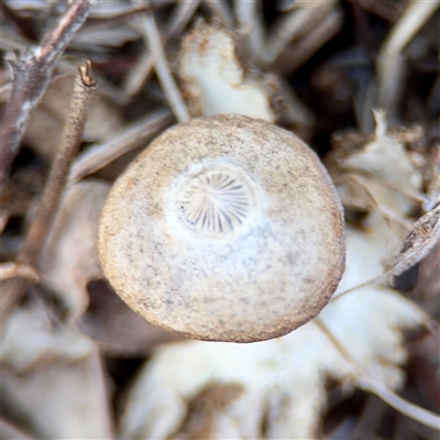 Geastrum tenuipes (An earthstar) at Campbell, ACT - 20 Oct 2025 by Hejor1