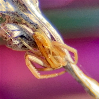 Runcinia sp. (genus) at Campbell, ACT - 20 Oct 2025 by Hejor1