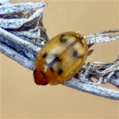 Peltoschema hamadryas (Hamadryas leaf beetle) at Campbell, ACT - 20 Oct 2025 by Hejor1