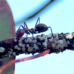 Eriococcidae sp. (family) (Unidentified felted scale) at Campbell, ACT - 20 Oct 2025 by Hejor1