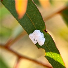 Glycaspis sp. (genus) at Campbell, ACT - 20 Oct 2025 by Hejor1
