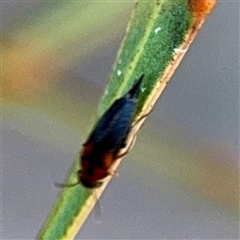 Mordellistena (genus) at Campbell, ACT - 20 Oct 2025 05:11 PM