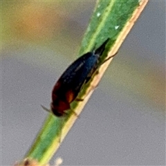 Mordellistena (genus) at Campbell, ACT - 20 Oct 2025 05:11 PM