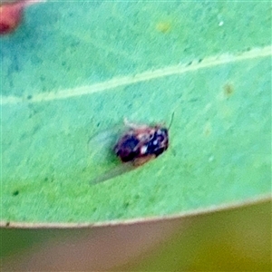 Psyllidae sp. (family) (Unidentified psyllid or lerp insect) at Campbell, ACT - 20 Oct 2025 by Hejor1