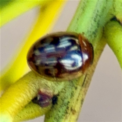 Peltoschema delicatulum (Leaf beetle) at Campbell, ACT - 20 Oct 2025 by Hejor1