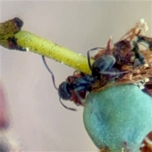 Formicidae (family) (Unidentified ant) at Campbell, ACT - 20 Oct 2025 by Hejor1