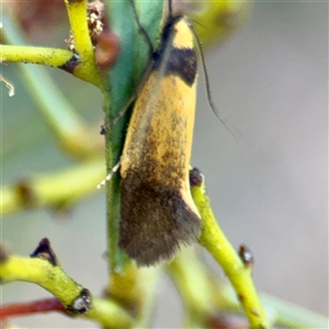 Merocroca automima (Chezala group) at Campbell, ACT - 20 Oct 2025 by Hejor1