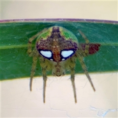 Araneus sp. (genus) at Campbell, ACT - 20 Oct 2025 by Hejor1