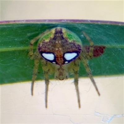 Araneus sp. (genus) at Campbell, ACT - 20 Oct 2025 by Hejor1