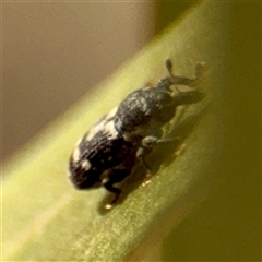 Neolaemosaccus longimanus (A weevil) at Campbell, ACT - 20 Oct 2025 by Hejor1