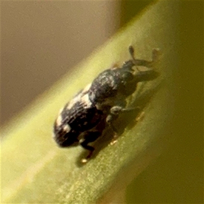 Neolaemosaccus longimanus (A weevil) at Campbell, ACT - 20 Oct 2025 by Hejor1