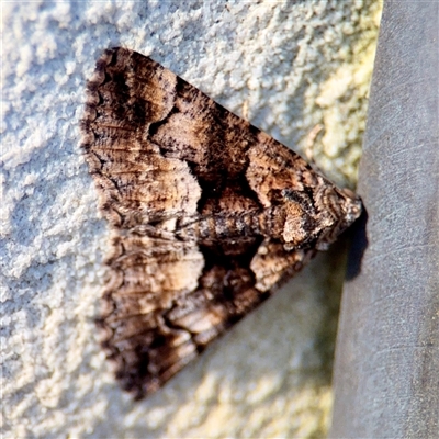 Gastrina cristaria (Wave-lined Geometrid) at Campbell, ACT - 20 Oct 2025 by Hejor1