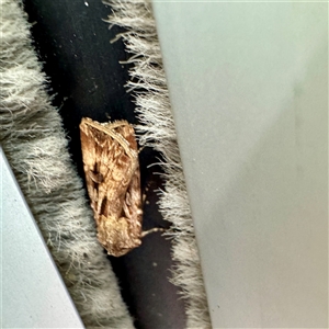 Agrotis munda (Brown Cutworm) at Russell, ACT - 20 Oct 2025 by Hejor1