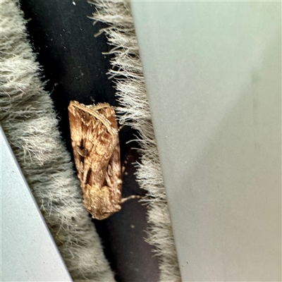 Agrotis munda (Brown Cutworm) at Russell, ACT - 20 Oct 2025 by Hejor1