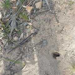 Amphibolurus muricatus (Jacky Lizard) at Pearce, ACT - 19 Oct 2025 by GirtsO