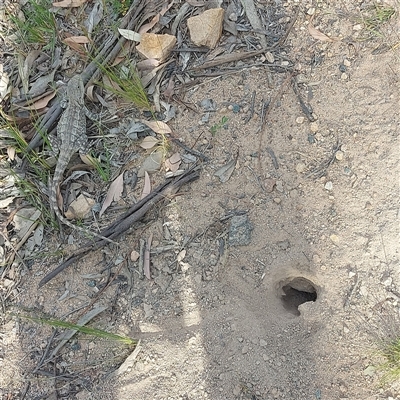 Amphibolurus muricatus (Jacky Lizard) at Pearce, ACT - 19 Oct 2025 by GirtsO