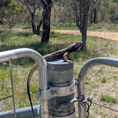 Pogona barbata (Eastern Bearded Dragon) at Belconnen, ACT - 20 Oct 2025 by caseypyne