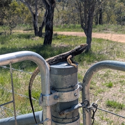 Pogona barbata (Eastern Bearded Dragon) at Belconnen, ACT - 20 Oct 2025 by caseypyne