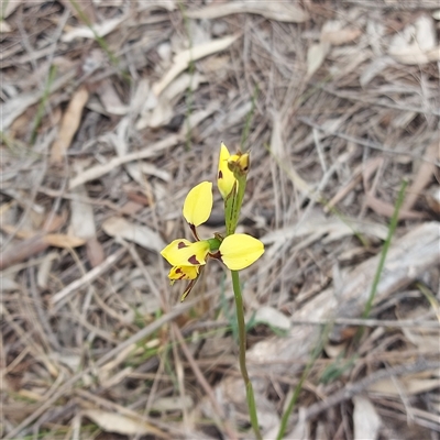 Diuris sulphurea (Tiger Orchid) at Kambah, ACT - 19 Oct 2025 by GirtsO