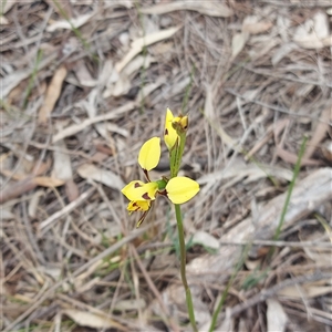 Diuris chryseopsis at Kambah, ACT - 19 Oct 2025 by GirtsO