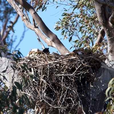Aquila audax (Wedge-tailed Eagle) at Tharwa, ACT - 1 Oct 2025 by jb2602
