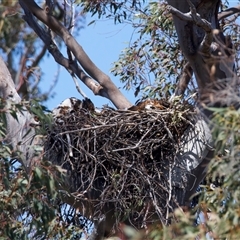 Aquila audax (Wedge-tailed Eagle) at Tharwa, ACT - 4 Oct 2025 by jb2602