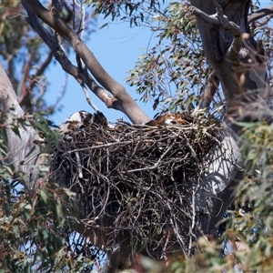 Aquila audax (Wedge-tailed Eagle) at Tharwa, ACT - 4 Oct 2025 by jb2602