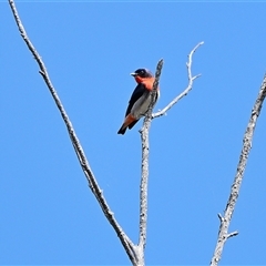 Dicaeum hirundinaceum (Mistletoebird) at Colo Vale, NSW - 19 Oct 2025 by Freebird