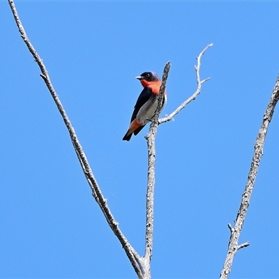 Dicaeum hirundinaceum (Mistletoebird) at Colo Vale, NSW - 19 Oct 2025 by Freebird