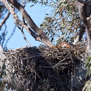 Aquila audax (Wedge-tailed Eagle) at Tharwa, ACT - 8 Oct 2025 by jb2602