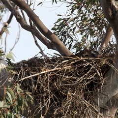 Aquila audax (Wedge-tailed Eagle) at Tharwa, ACT - 9 Oct 2025 by jb2602