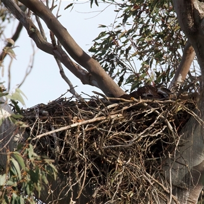 Aquila audax (Wedge-tailed Eagle) at Tharwa, ACT - 9 Oct 2025 by jb2602