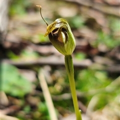 Pterostylis pedunculata (Maroonhood) at Rossi, NSW - 20 Oct 2025 by Csteele4