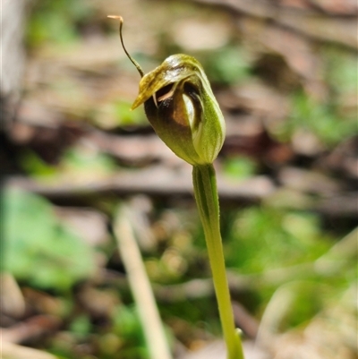 Pterostylis pedunculata (Maroonhood) at Rossi, NSW - 20 Oct 2025 by Csteele4