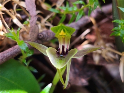 Chiloglottis sp. aff. jeanesii (Kybeyan Bird Orchid) by Csteele4