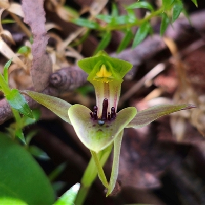Chiloglottis sp. aff. jeanesii (Kybeyan Bird Orchid) at  - suppressed by Csteele4