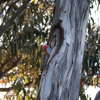 Eolophus roseicapilla (Galah) at Dickson, ACT - 20 Oct 2025 by rhyshardy