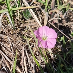 Convolvulus angustissimus subsp. angustissimus (Australian Bindweed) at Hawker, ACT - 19 Oct 2025 by sangio7