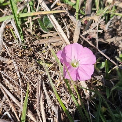 Convolvulus angustissimus subsp. angustissimus (Australian Bindweed) at Hawker, ACT - 19 Oct 2025 by sangio7