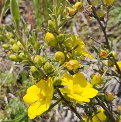 Hibbertia obtusifolia (Grey Guinea-flower) at Hawker, ACT - 19 Oct 2025 by sangio7